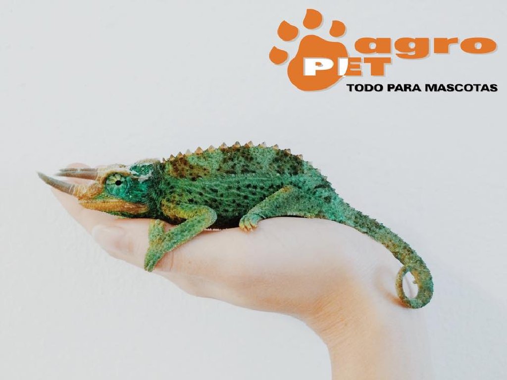 Camaleon